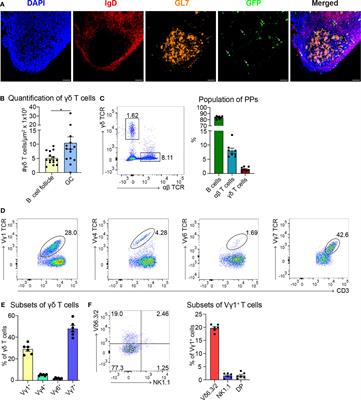 IL-4-Producing Vγ1+/Vδ6+ γδ T Cells Sustain Germinal Center Reactions in Peyer’s Patches of Mice